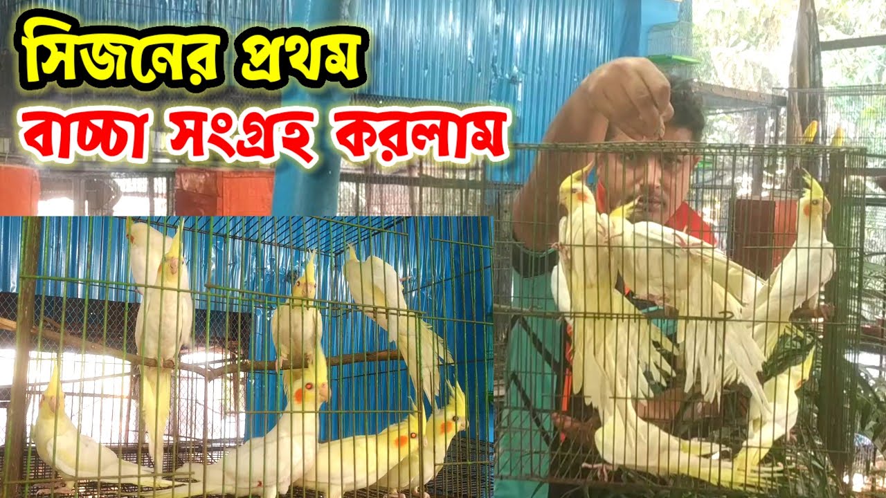 ককাটেল পাখির সিজনের প্রথম বাচ্চা সংগ্রহ করলাম || cockatiel bird baby || Birds of village