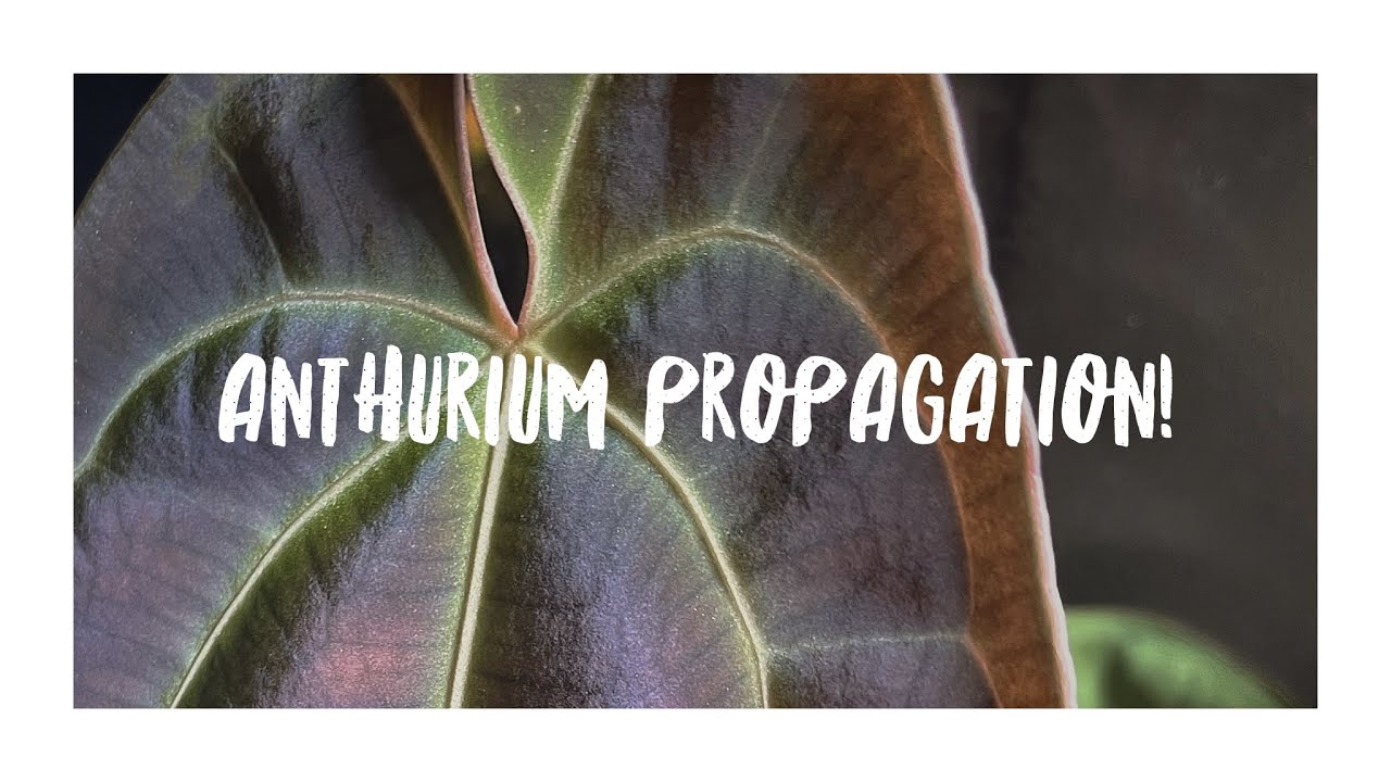 How To Propagate Anthuriums