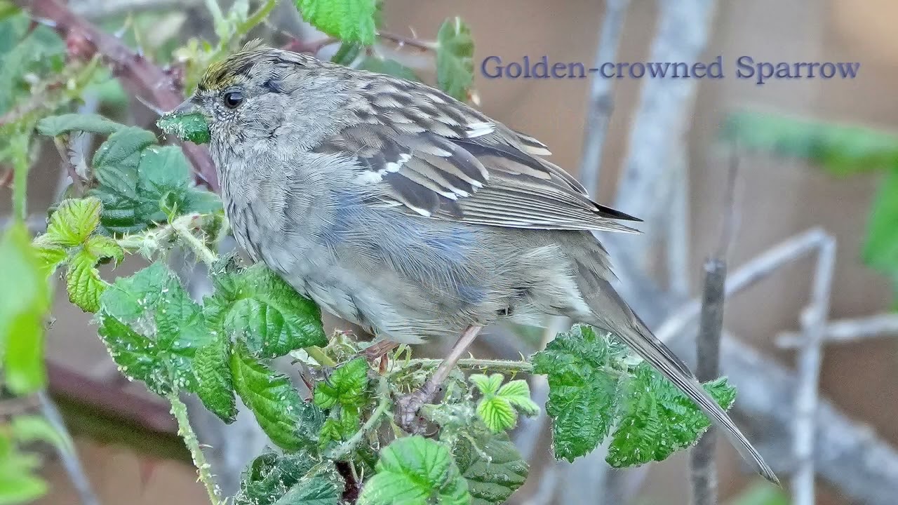 Wildlife and Wild Flowers of Rasmussen Park in El Dorado County, CA--Birds,coyotes, deer, insects +