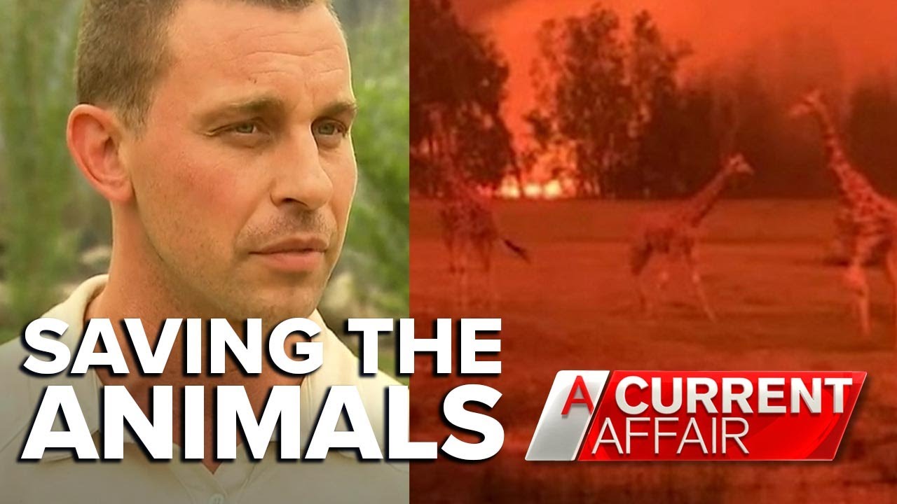 Brave staff save zoo animals in path of bushfire | A Current Affair