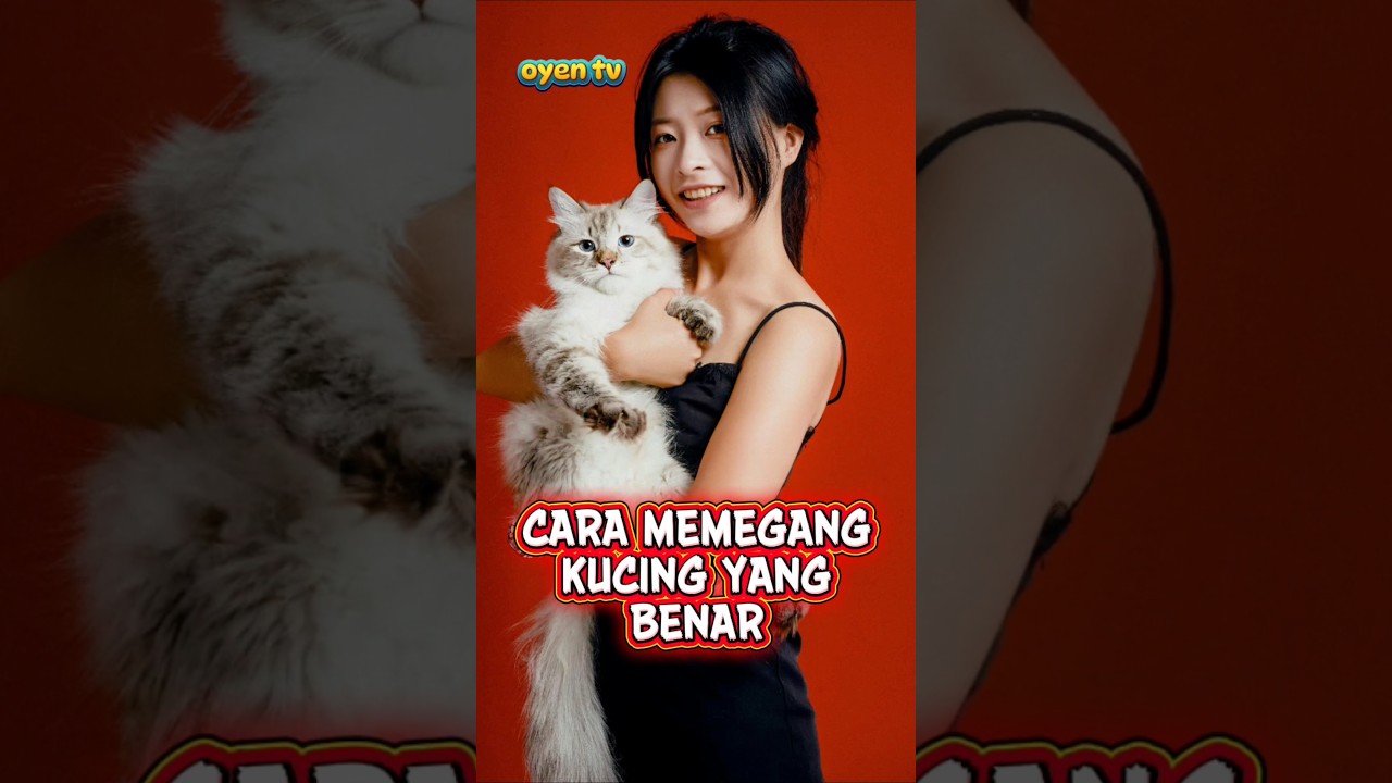 Cara memegang kucing yang benar 