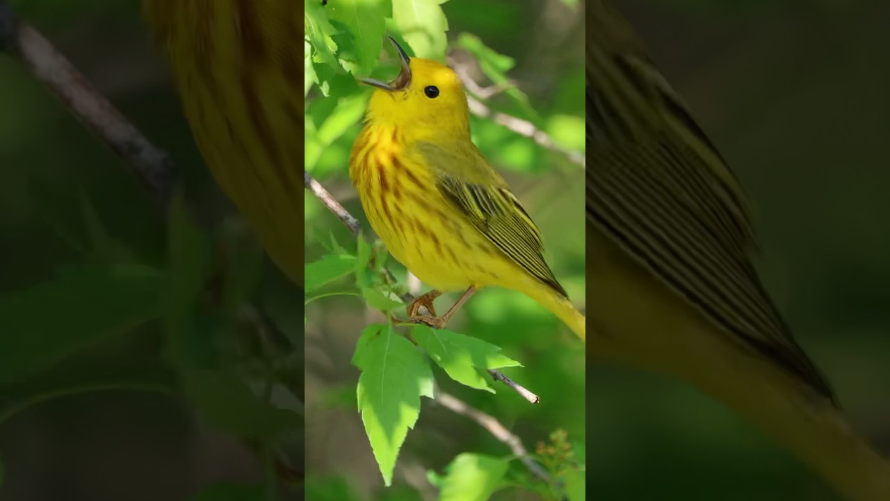 Beautiful Call of a Yellow Warbler! 🎶 Sabrewing Nature Tours #nature #call
