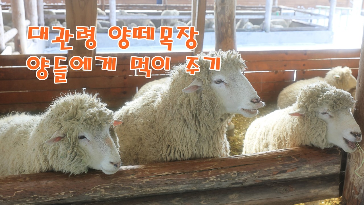 대관령 양떼목장 양들에게 먹이 주기