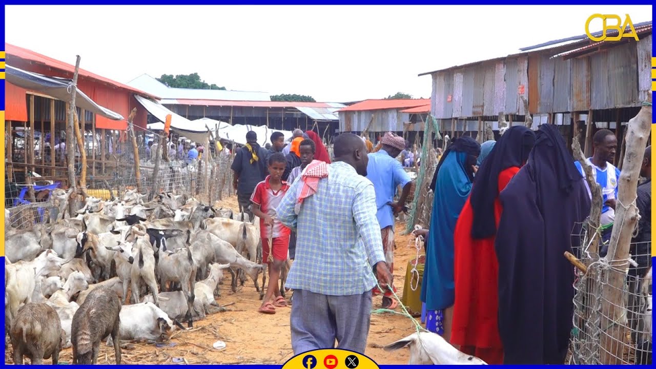 Muqdisho: Sare u kac laga dareemayo qiimaha la kala siisto xoolaha nool.