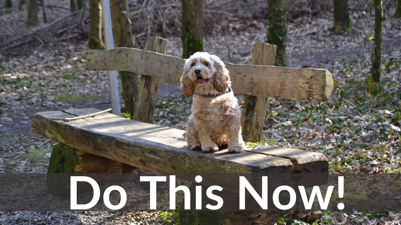 What You Can Do Now to Support Your Dog as They Age