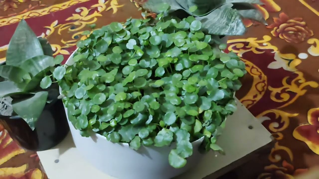 Terrace Gardening With Harish is live