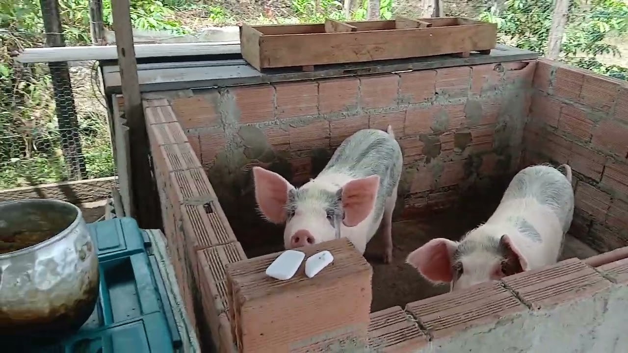 Vida no interior.  Alimentando minha criação.