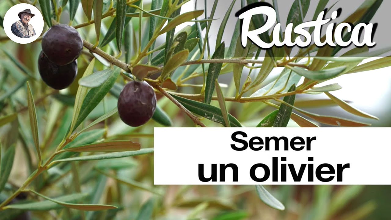 Semer des noyaux d'olivier