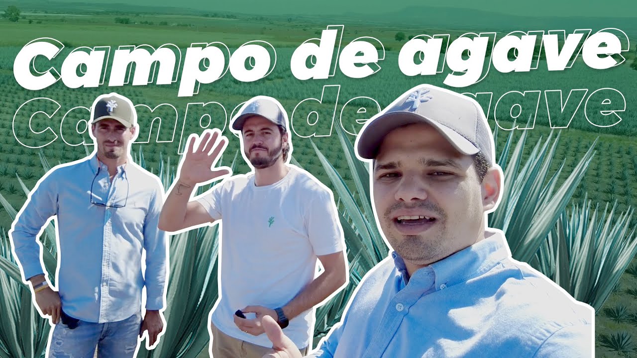 Así es el CULTIVO de AGAVE en GUANAJUATO | Treembo