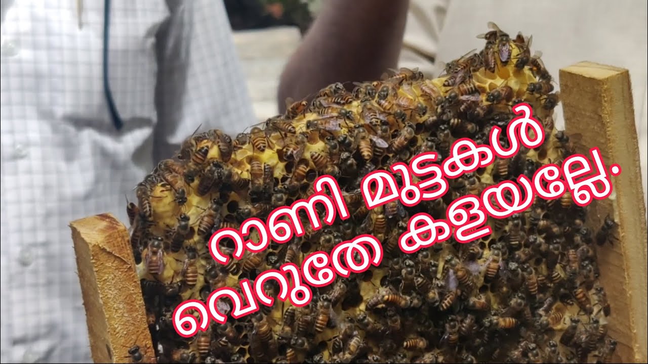 റാണി മുട്ടകൾ നശിപ്പിക്കേണ്ട കൂടുതൽ കോളനികൾ നമ്മുക്ക് ഇനിയും ഉണ്ടാക്കാം.