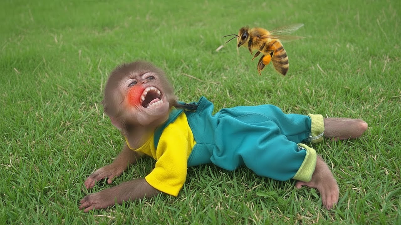7 Crazy Monkey Bon Moments – Bee Attack, Cat Rescue & More!