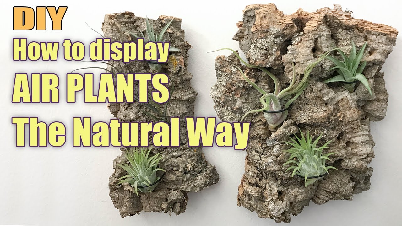 Air Plant Wall Hanging Display Using 100% Sustainable Cork Bark