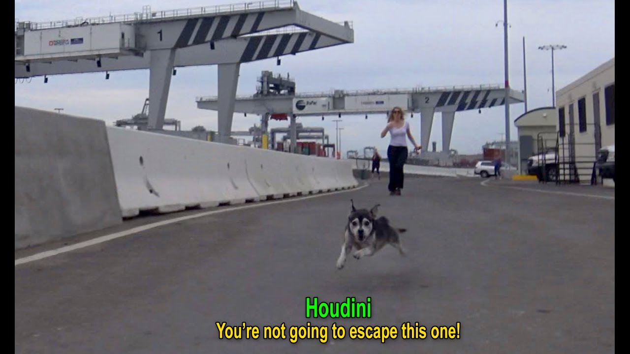 Houdini: an intense rescue of an escape artist!  A MUST SEE! #dog