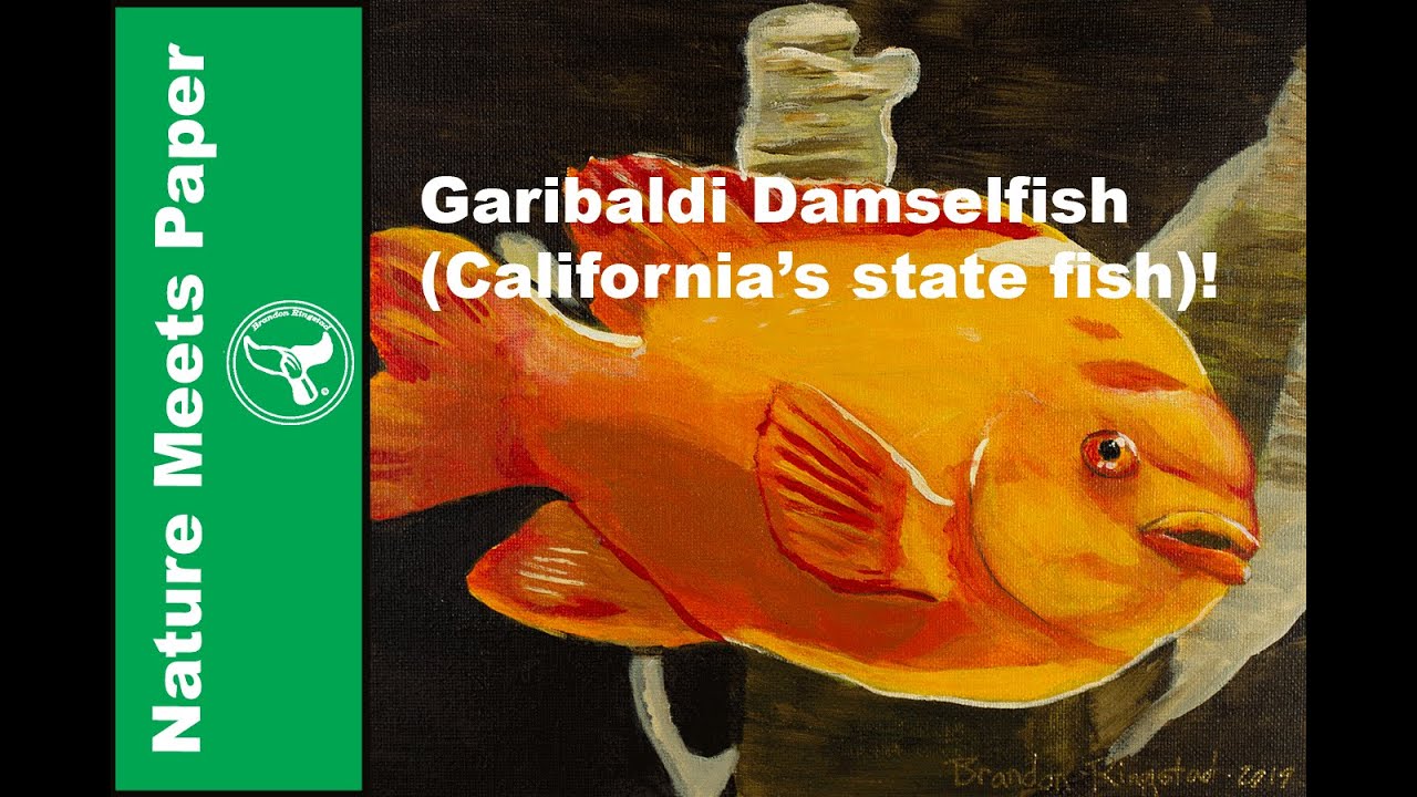 Garibaldi Damselfish - 5:5 - Nature Meets Paper