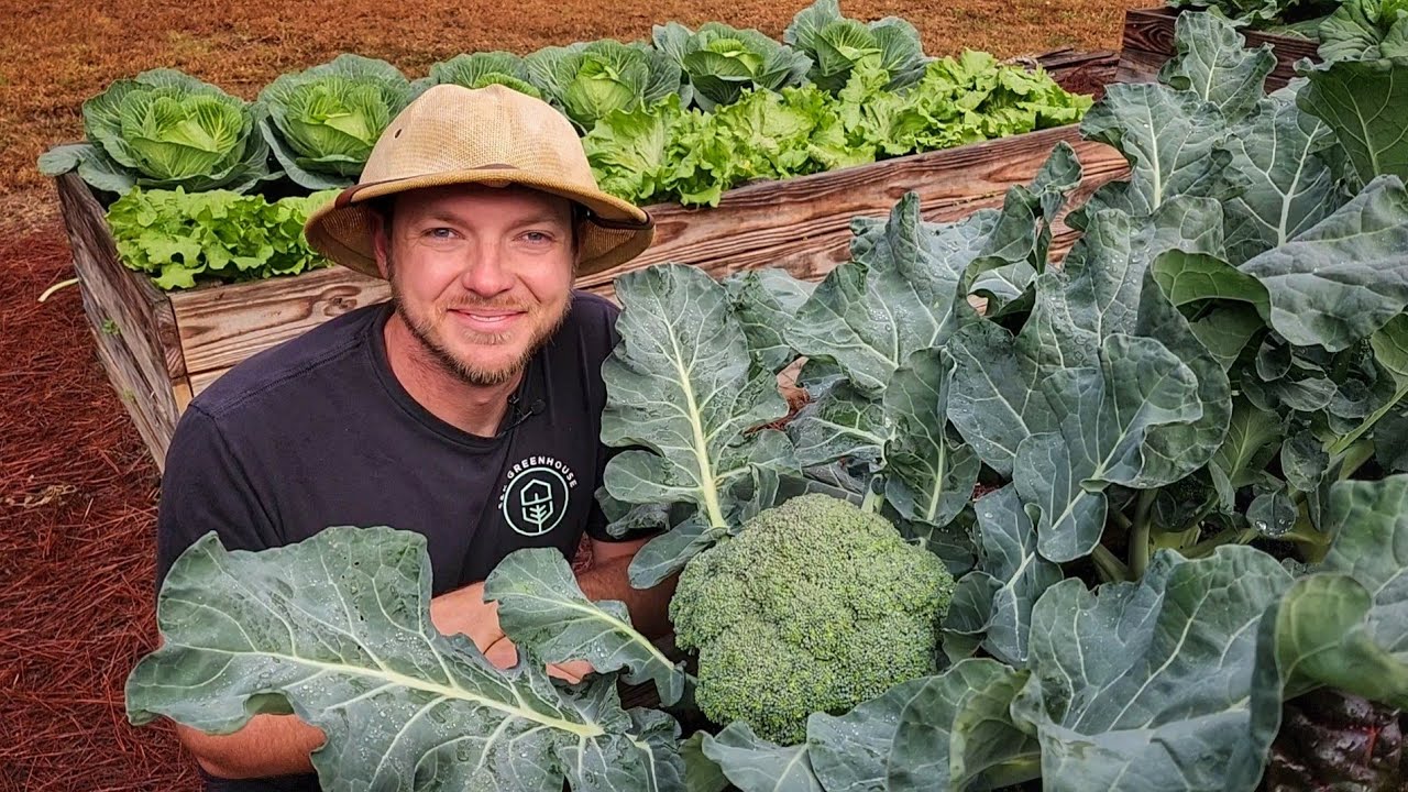 How to Grow Huge Broccoli Crowns 🥦 |3 Easy-To-Follow Tips|