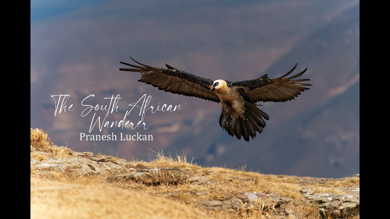 Giants Castle Vulture Hide guide - Bearded Vulture (Lammergeier) conservation and photography