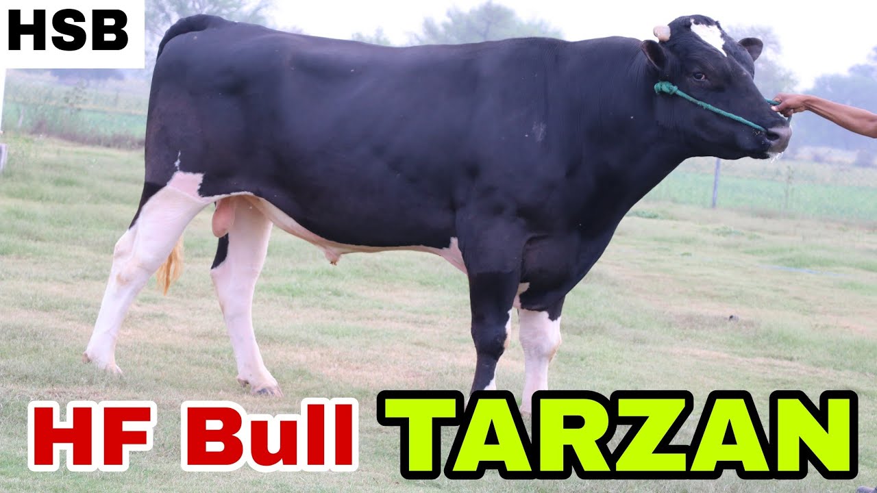 HF Bull Tarzan (टार्जन) - शानदार दूध वाली HF गाय पैदा करने वाला बुल || HSB Semen Station