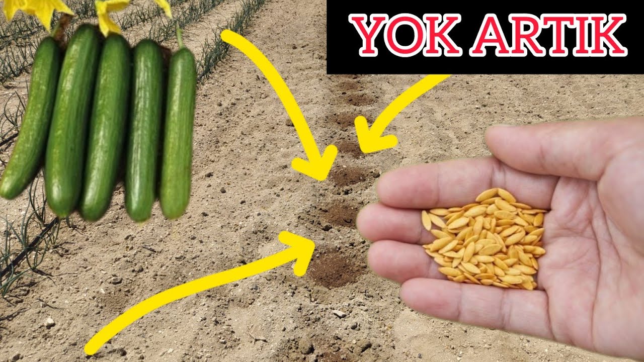 Tarlamıza Öcek Usulü Ata Tohum Salatalık Ektik !!!