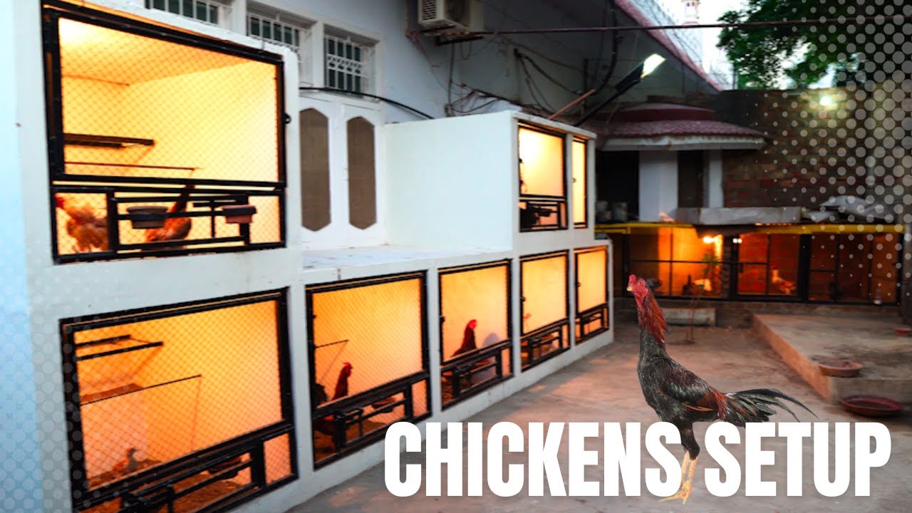 DIY Chicken Coop Setup and Tour: Home Poultry Farming