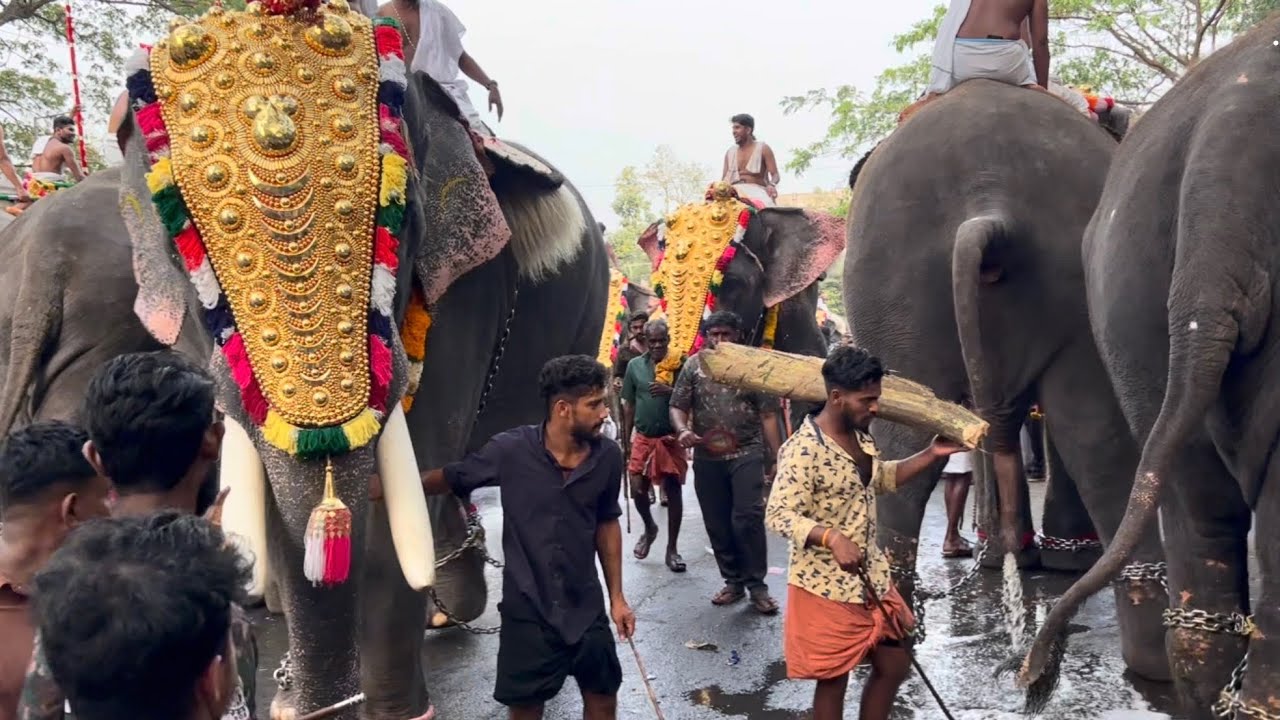 ആനകളെ പാലക്കാട്‌ കോട്ടക്ക് മുന്നിൽ നിരത്തുന്നത് കണ്ടോ - മണപ്പുള്ളിക്കാവ് വേല 2026 #pooram #elephant 