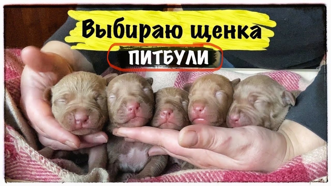 Выбираю ЩЕНКА. Питбули рабочего разведения