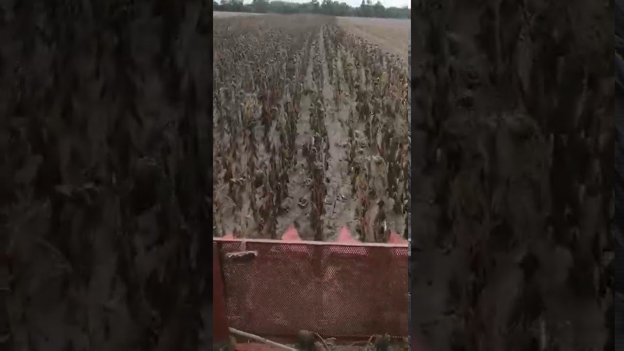 Тест Драйв сояшникової жатки Oros Sun 870