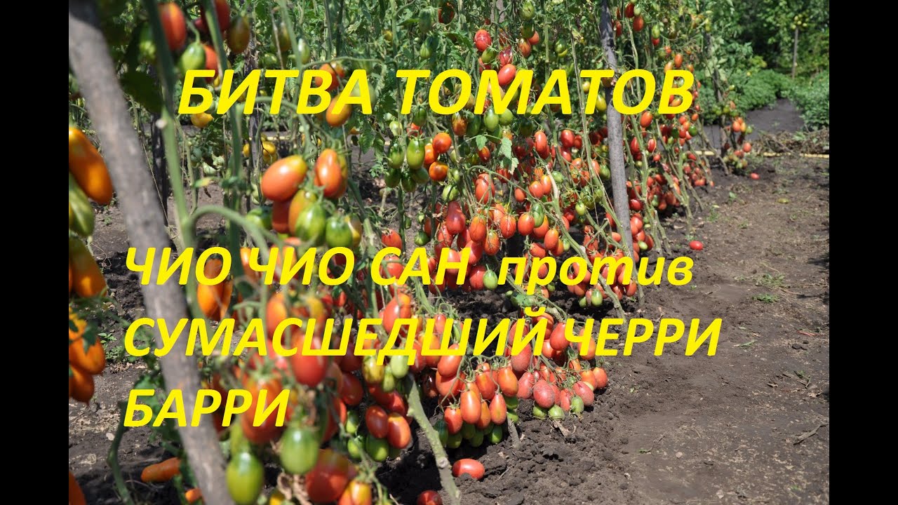 Какой сорт лучше? Легендарный томат Чио чио сан или Сумасшедший черри Барри? Битва 2-х сортов