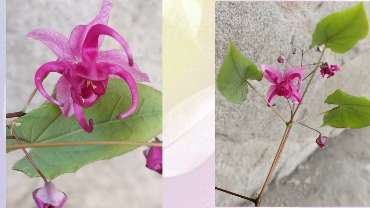 🌱Горянка-«цветок эльфов»🧚 или «крылья влюблённых».