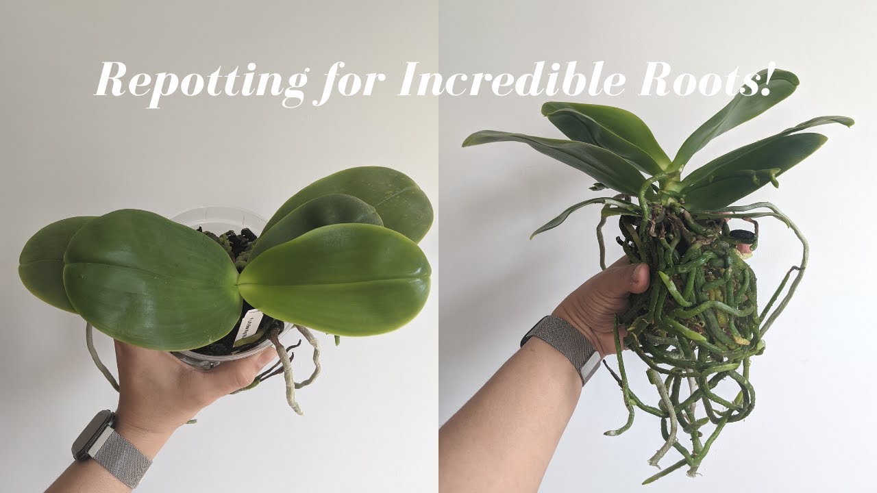 How to Get Amazing Orchid Roots Using Sphagnum Moss | Difficult Repot - Before & After 1.5 Years