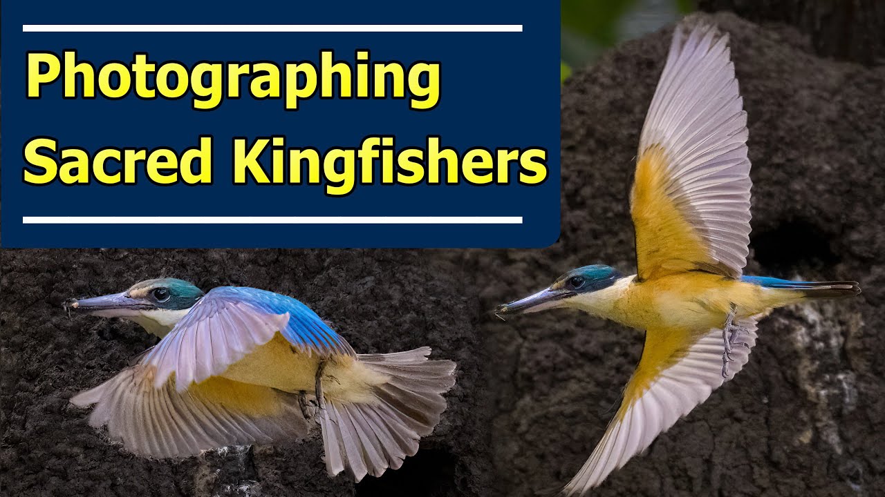 Photographing Sacred Kingfishers – Nikon Z6II and Nikon 200-500mm f5.6