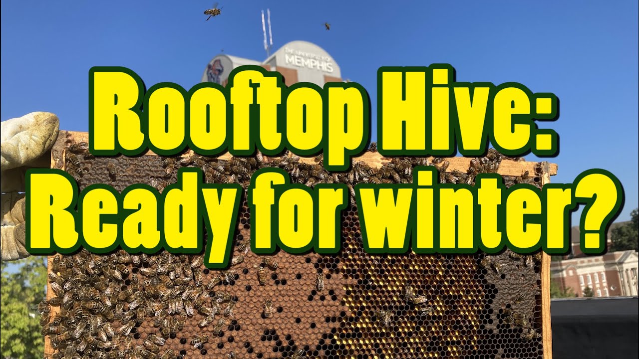 ❸ Roof top hive:  Is it ready for winter?