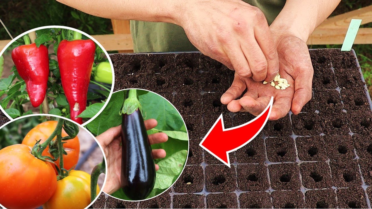 Fruchtgemüse vorziehen 🍆🍅 In 10 Schritten 🌱 Aussaat im Februar 😊 Paprika & Co aussäen & pikieren
