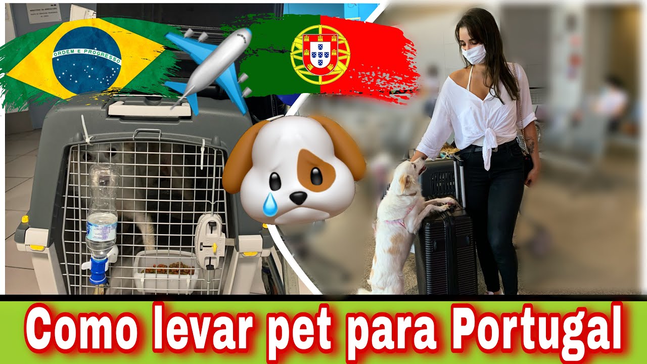 COMO LEVAR CACHORRO / GATO PARA PORTUGAL | PASSO A PASSO 2022🇵🇹✈️🐶