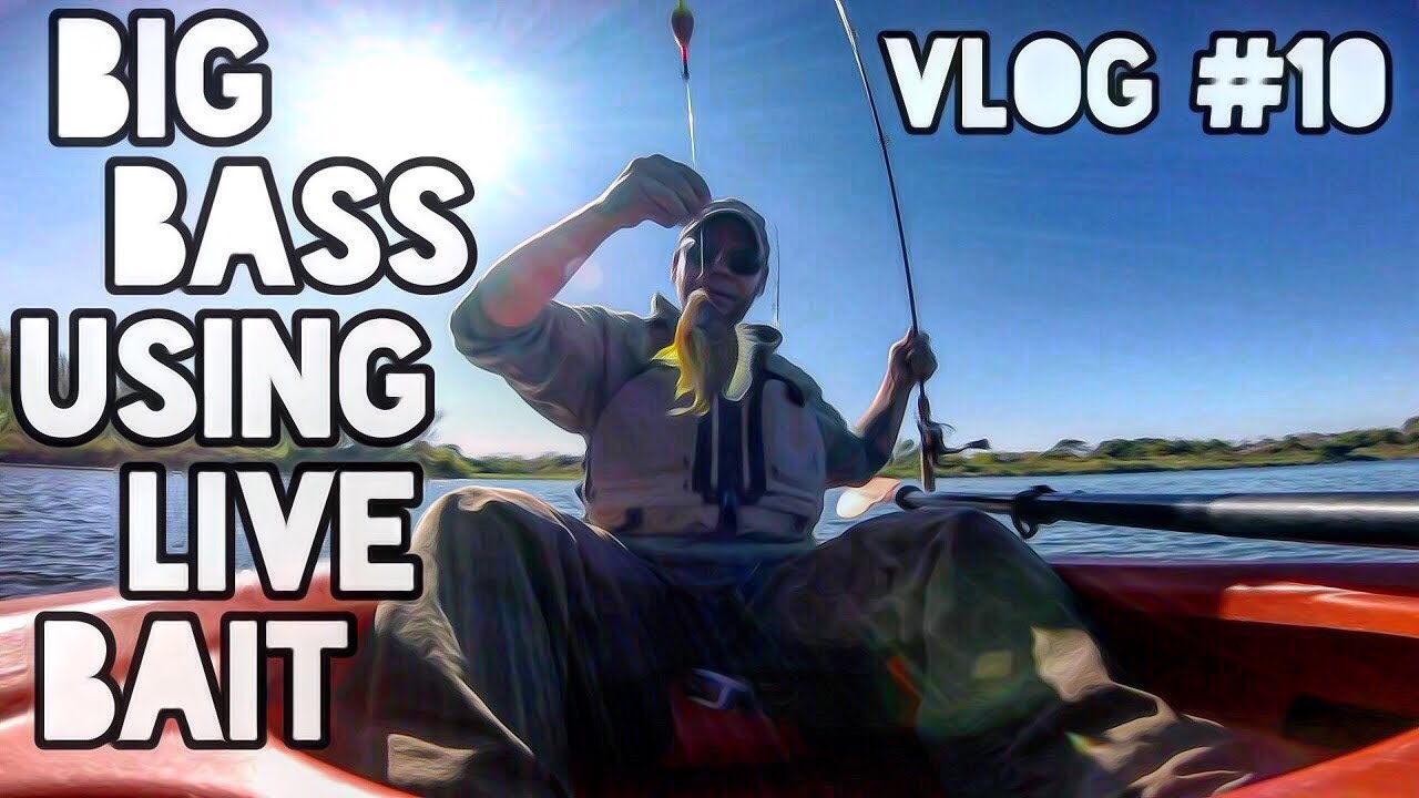 Big Bass Using Live Bait Vlog #10