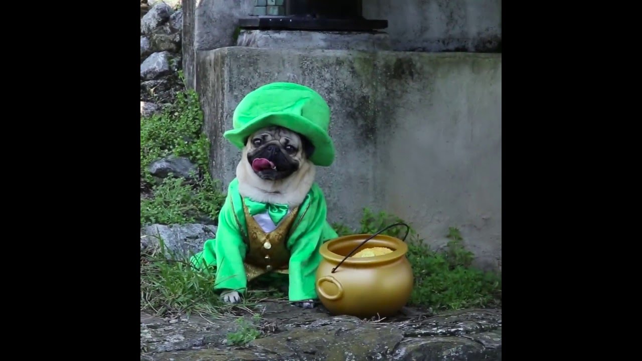 Leprechaun - Doug The Pug