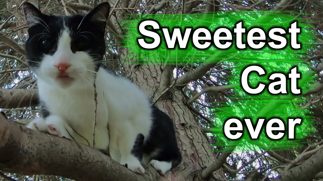 Sweetest Cat ever - Tiernotruf #322