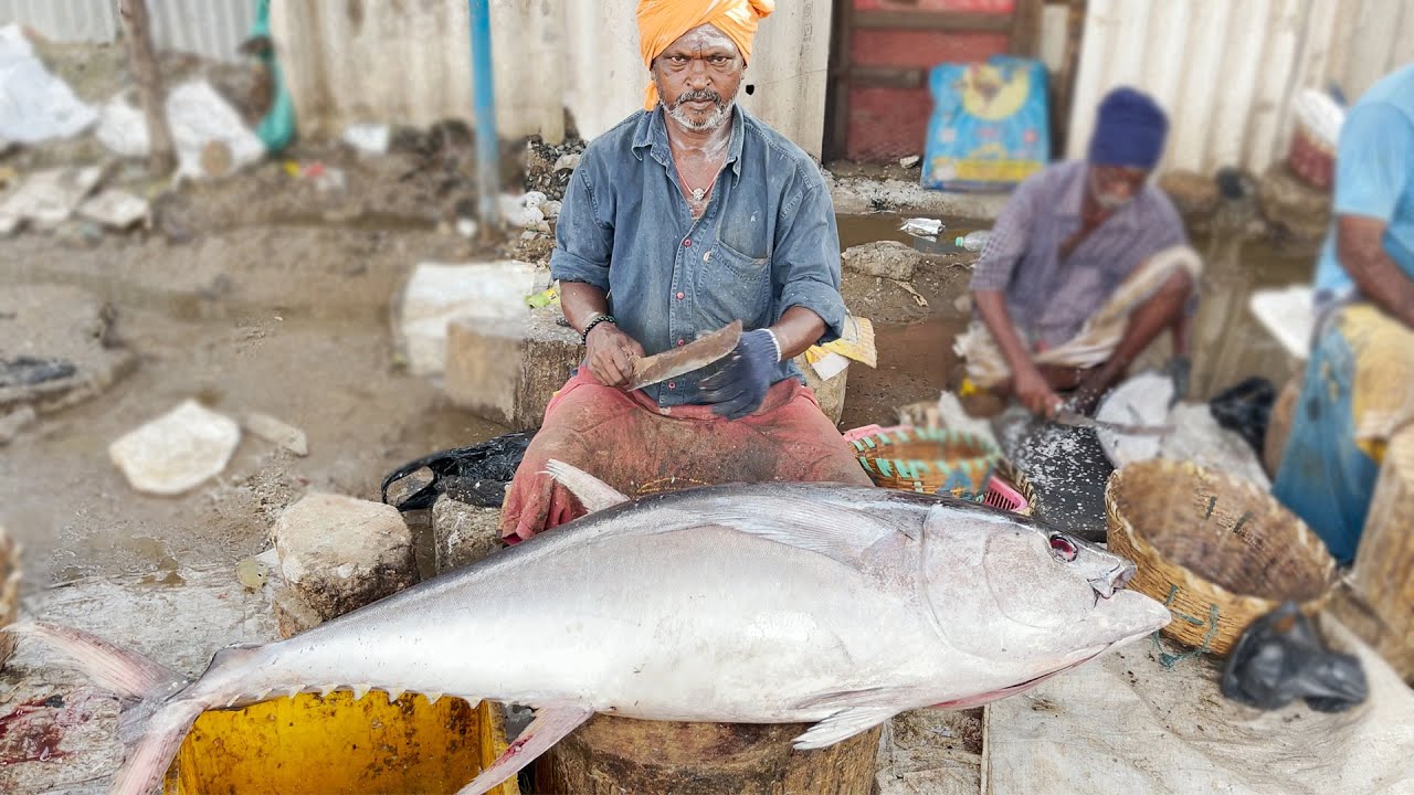 $70/ ₹5100 50KG TUNA FISH CUTTING VIDEOS | TUNA FISH CUTTING VIDEO | KASIMEDU | UK & SONS MARINE
