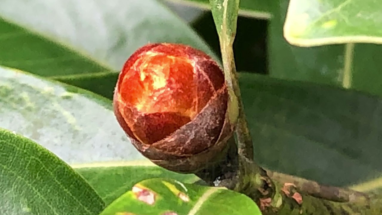 植物的葉子（構造、形狀、葉序、色彩）