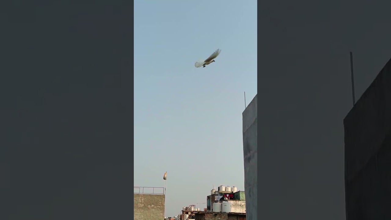 Show karo doston#viral #kabootar #pigeon #madrasi Punjabi kabutar#viral 