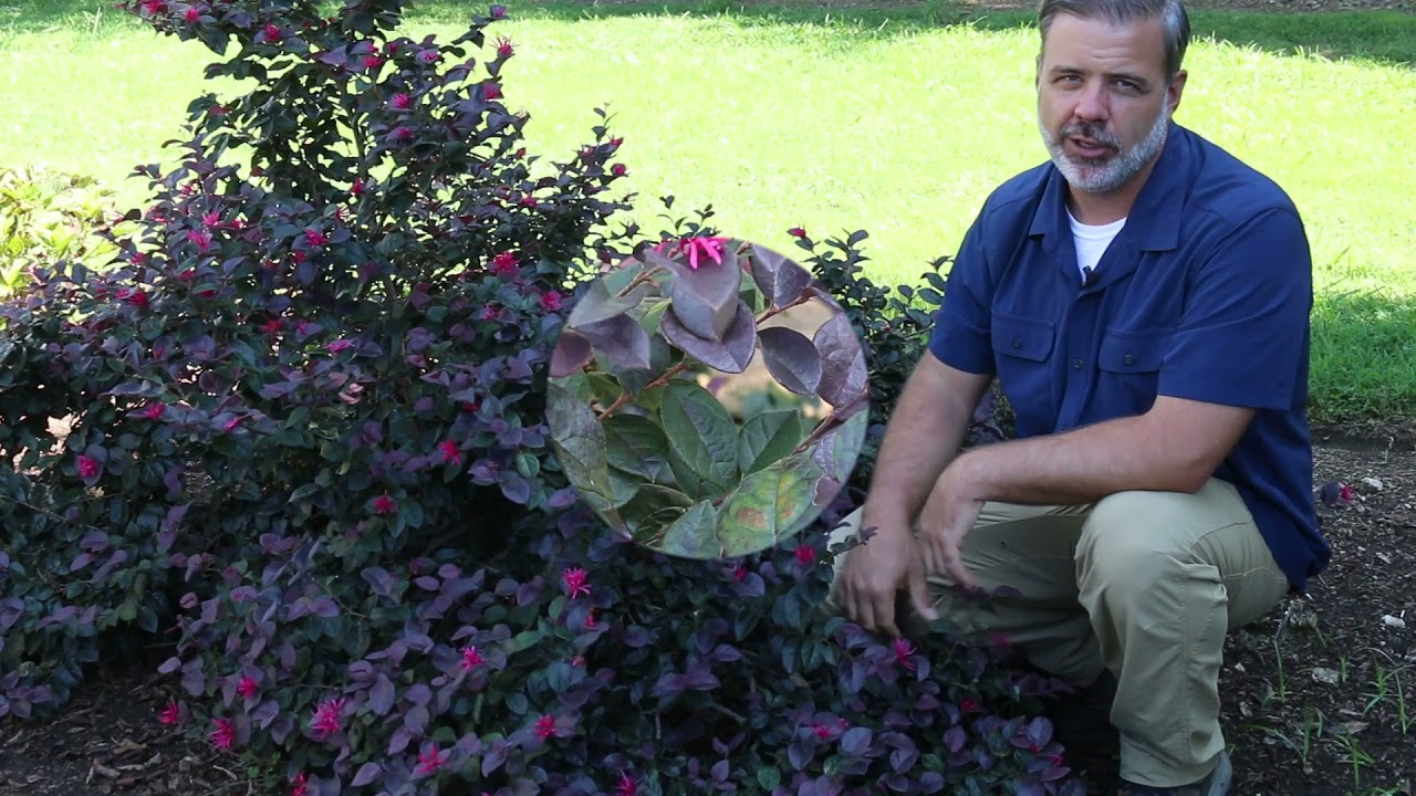 Chinese fringe flower (Loropetalum chinense) - Plant Identification