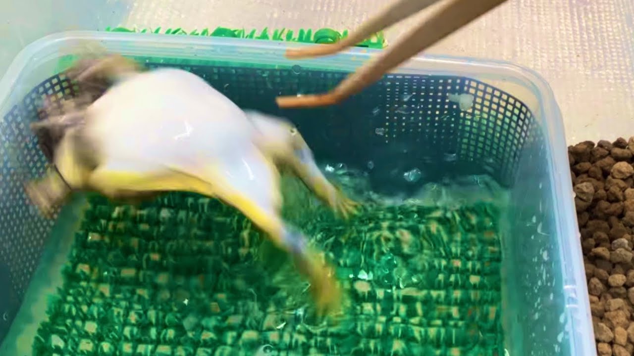 アフリカウシガエルの捕食は危険すぎる Predation on African bullfrogs is too dangerous