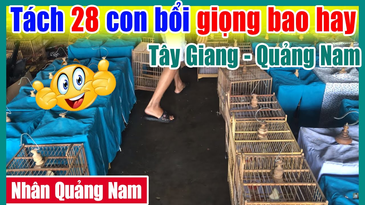 Tách 28 con bổi Tây Giang Quảng Nam giọng hay | Nhân Quảng Nam
