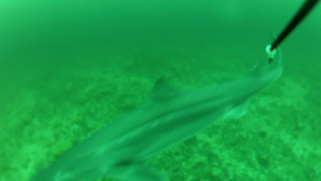 Pack of Spurdogs Attack Mackerel Head Underwater