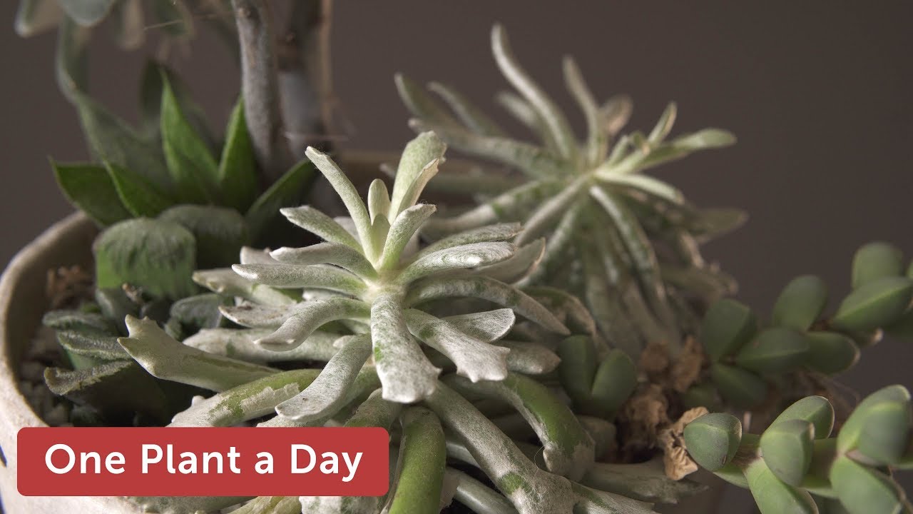 Caputia scaposa var. addoensis Houseplant Care – 359 of 365