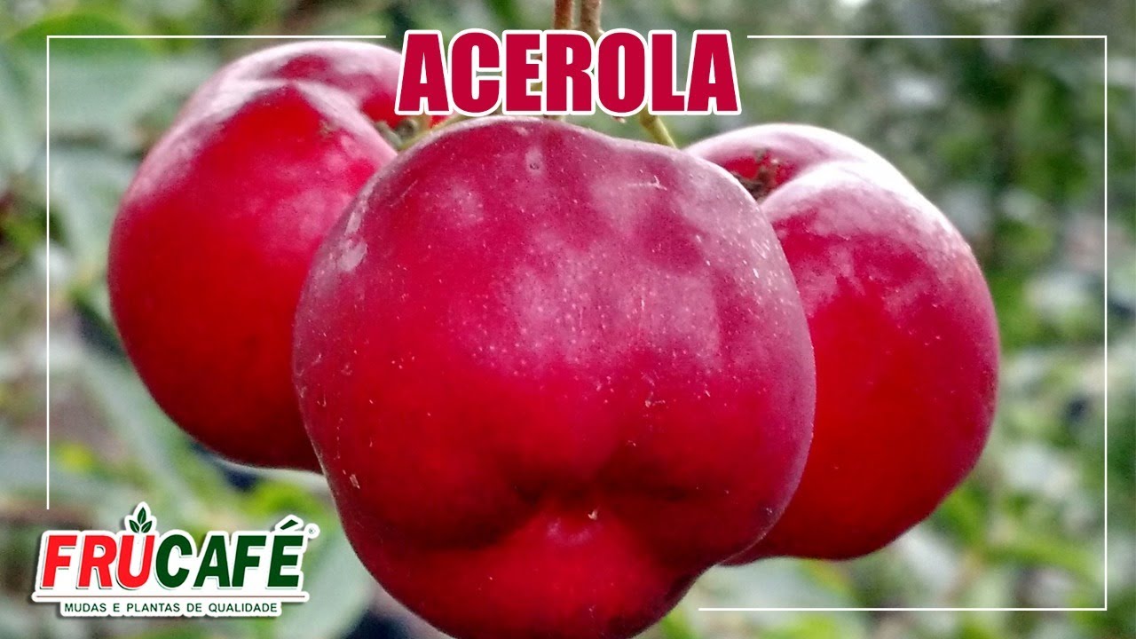 ACEROLA - Cultivares Indicadas e Como Plantar Corretamente?