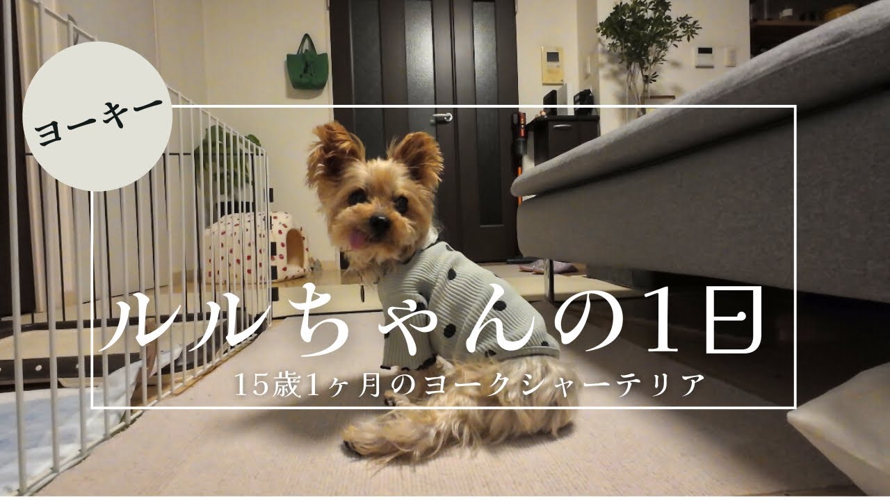 【ヨーキー】１５歳1ヶ月ヨーキーの一日　(ルルさんの一日)５０代夫婦と暮らすヨークシャーテリ#dogvlog 