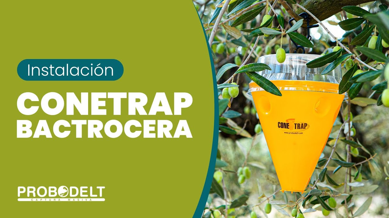 Conetrap Bactrocera Probodelt | Control de la Mosca del Olivo | Captura masiva de Bactrocera oleae
