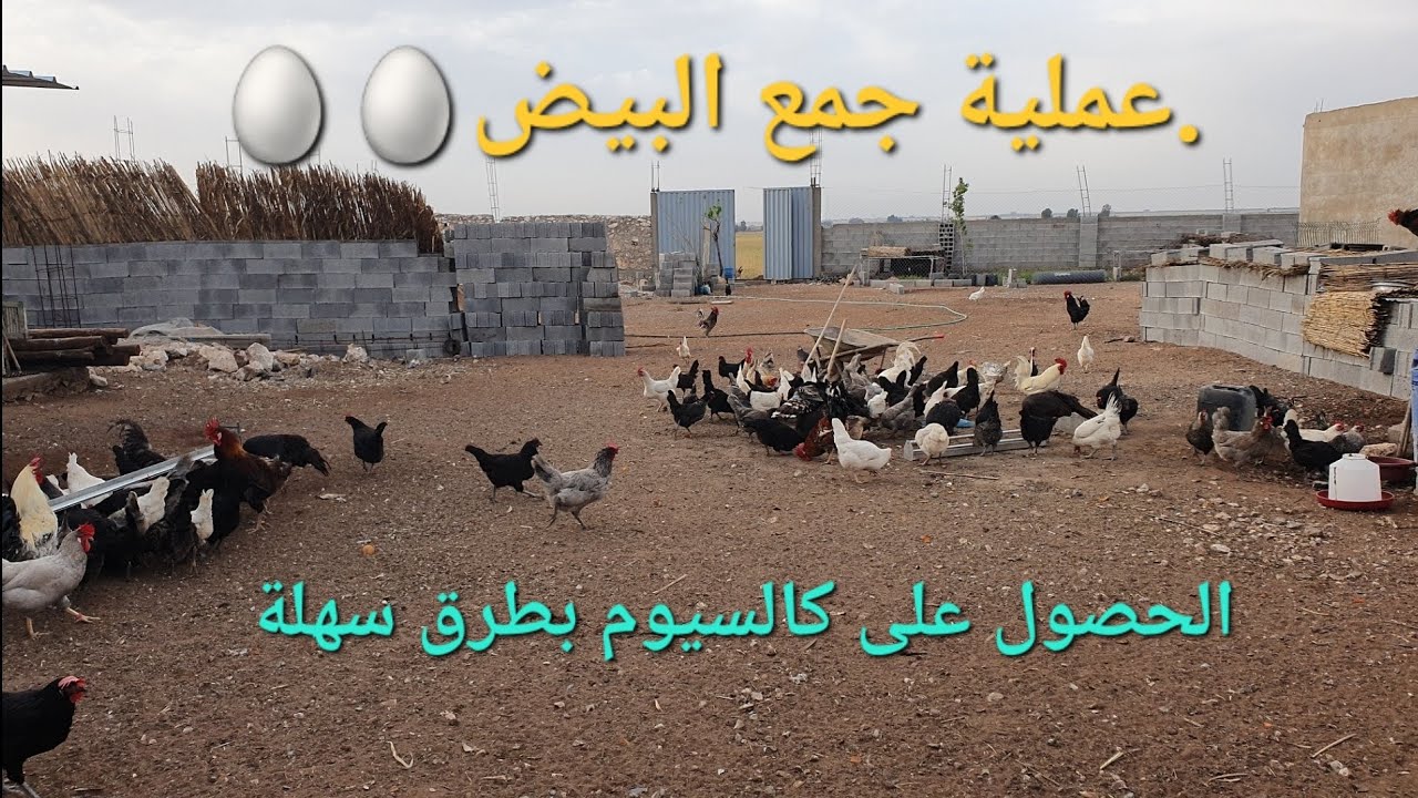 تصوير عملية جمع البيض تلبية لطلبكم🙏 و معلومة جيدة عن كيفية الحصول على كالسيوم بطرق سهلة و رخيصة.