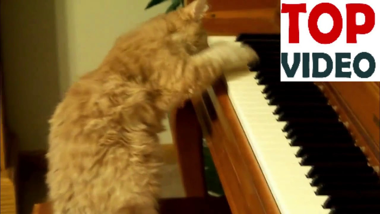 #Cats