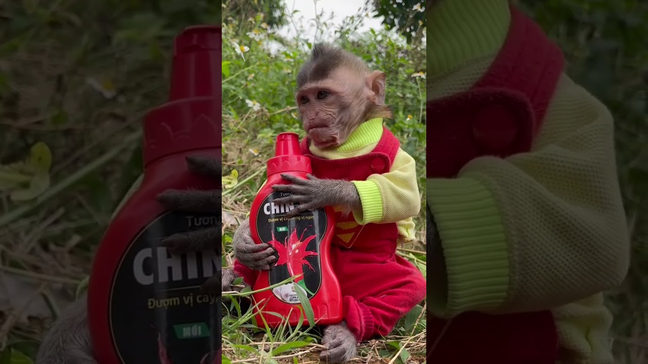 Monkeys eat super spicy Chinsu peppers #animals #monkey #chilli #shorts